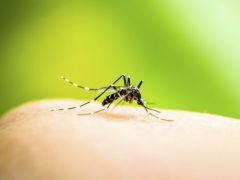 Delhi Reports Season s First Dengue Death